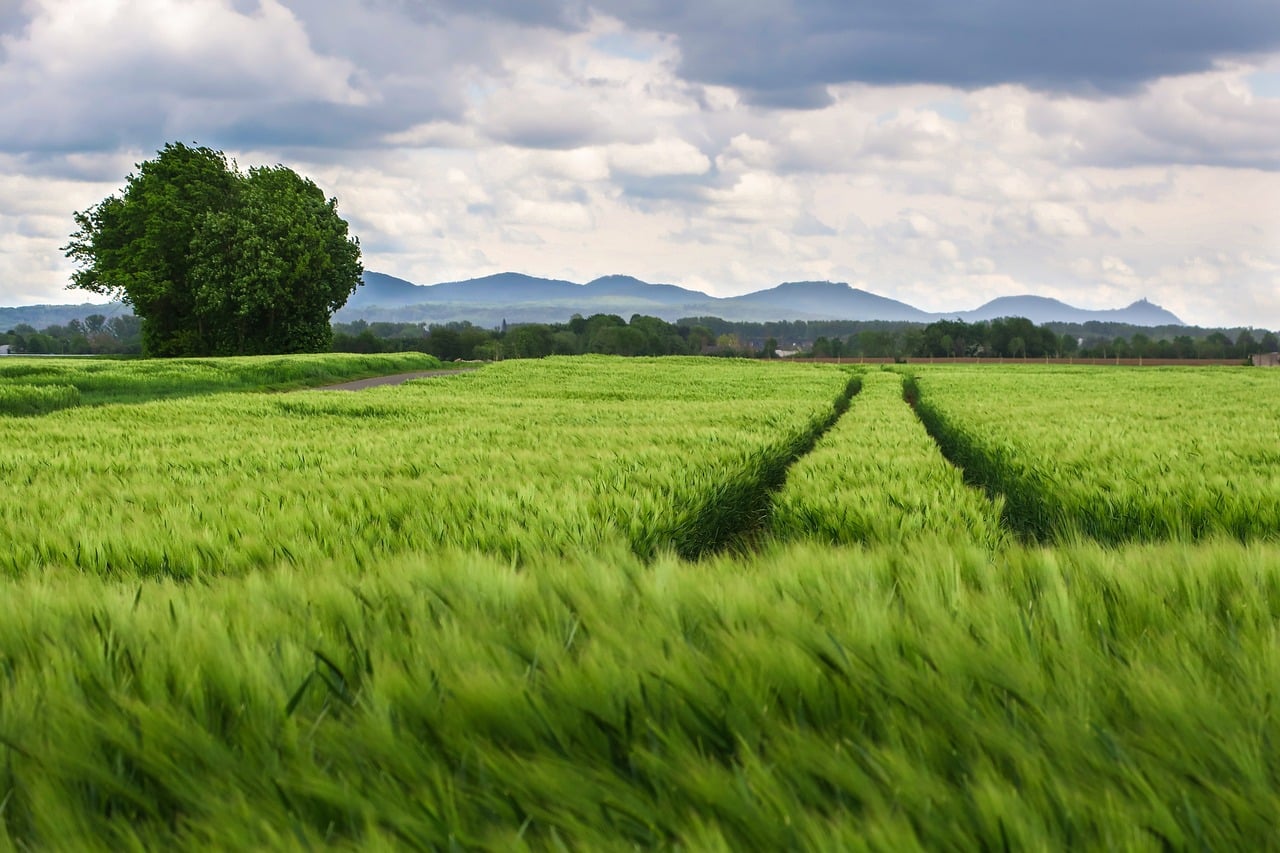 field, agriculture, track-5137778.jpg